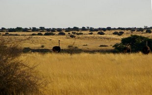 057 Namibia Okt 2006 .JPG